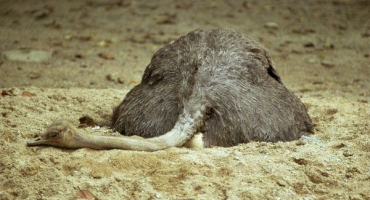Čím jsou pštrosi nemocní a jak s nimi zacházet?